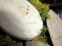 holzverkleidung-for-rest-roundsticks-moos-green-4